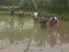 Jurus Tandur dari Lereng Merapi