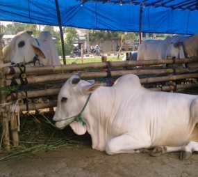 Sepekan Jelang Idul Adha, Penjualan Hewan Kurban Masih Sepi 