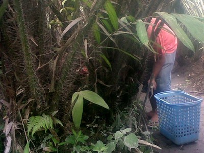 Korban Merapi Panen Salak Lebih Dini