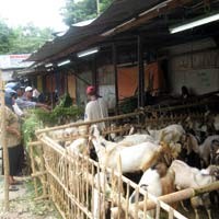 Sejumlah Kambing Tak Layak Qurban Ditemukan di Kediri