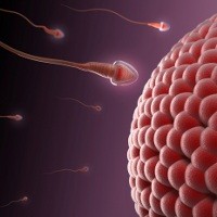 Produksi Sperma Global Turun 50 Persen