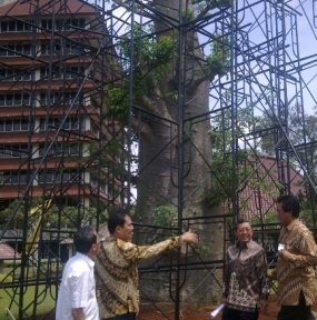 10 Ki Tamblek Raksasa Akan Menambah Keasrian UI