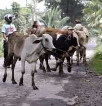 Mentan Imbau Warga di Sekitar Merapi Tak Buru-buru Jual Sapi