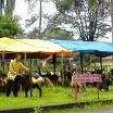 Satpol PP Usir Penjual Kambing di Trotoar