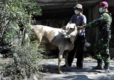 Pasmar-1 Evakuasi Ternak di Merapi