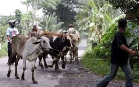 DPRD Sleman Minta Pemerintah Pusat Serius Ganti Ternak Korban Merapi
