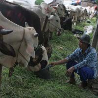 Sapi Kurban Asal Merapi Mengalami Sesak Nafas