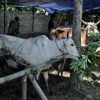Ternak Korban Merapi Capai 1.961 Ekor