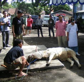 Umat Muhammadiyah Kirim Daging Kurban ke Daerah Bencana