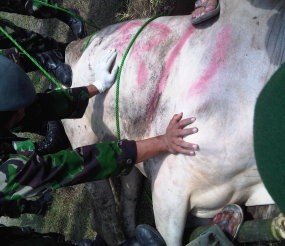 SBY Kurban Sapi Raksasa 1,8 Ton