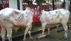 Mau Dipotong, Sapi Kabur 7 Jam