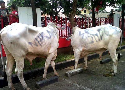 DPP PDIP Kurban 14 Ekor Sapi
