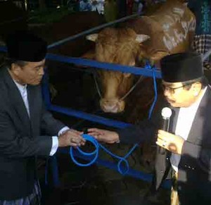 Gubernur & Wagub Serahkan Sapi Limosin untuk Kurban
