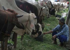 Pemerintah Mulai Beli Sapi Pengungsi Merapi Hari Ini