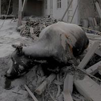 Ratusan Bangkai Ternak Korban Merapi di Cangkringan Dibakar