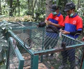 Petugas Pasang Jebakan Untuk Tangkap Macan Merapi di Cangkringan