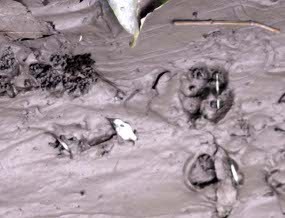 Jejak Macan Merapi Kembali Terlihat di Cangkringan Sleman