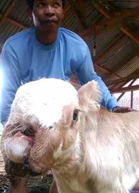 Anak Sapi Berhidung Dua dan Mata Tiga Lahir di Kediri 