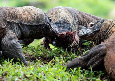 Melihat Komodo Bersantap Siang