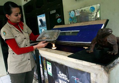 Selamatkan Telur Komodo