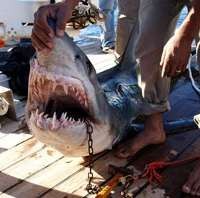 Wanita Jerman Tewas Digigit Hiu di Laut Merah