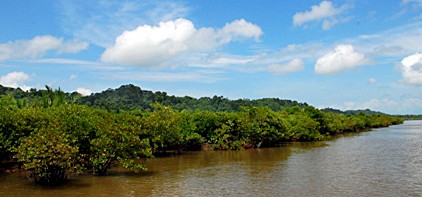 Hasil gambar untuk mangrove segara anakan cilacap