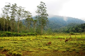 Yang Berbulu di Ranca Upas