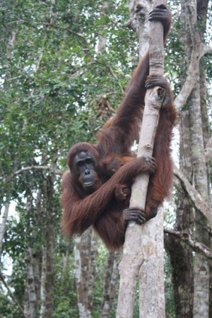 Moment Penting Di Taman Nasional Tanjung Puting