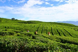 Menyapa Alam Raya Bersahaja di Pagaralam