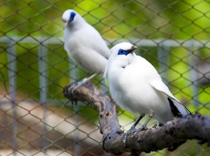 Burung Jalak, Kebanggaan Bali yang Hampir Punah