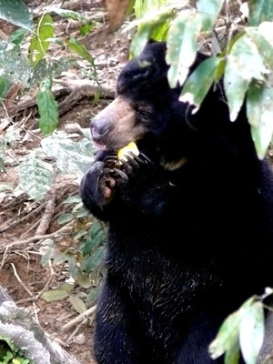 Menumbuhkan Kesadaran Lingkungan di Kawasan Konservasi Beruang Madu
