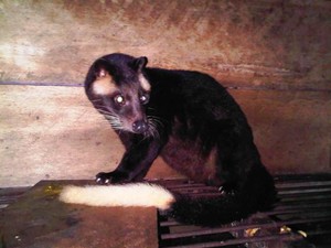 Menikmati Kopi Luwak Khas Kota Liwa