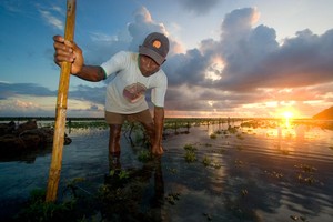 Senja di Kebun Rumput Laut Timbis