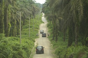 Kiri, Kanan, Kulihat Saja, Banyak Pohon Sawitnya: Kebanggaan Tersendiri Riau akan Sawitnya