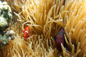 Jelajah Bunaken, Terpesona Siladen