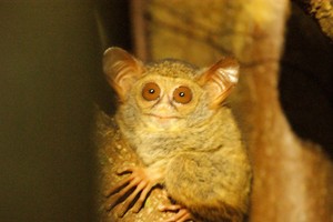 Cinta Sejati Tarsius  