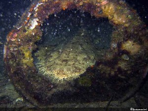 Menyelam di Waigeo, Raja Ampat? Pasti mengesankan!