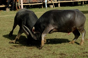Mapasi Laga dalam Upacara Kematian Rambu Solo II