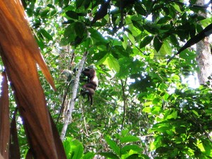Di Mana Orang Utan Bersarang
