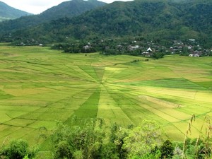 Mereka Bilang Itu Sawah Laba - Laba ( Seri Kearifan Lokal #5)