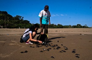 Penyu Hijau di Pantai Sukamade