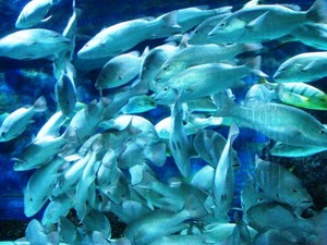 Seaworld, Aneka ragam satwa laut Indonesia