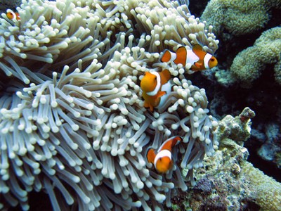 Alam Bawah Laut Pulau Menjangan