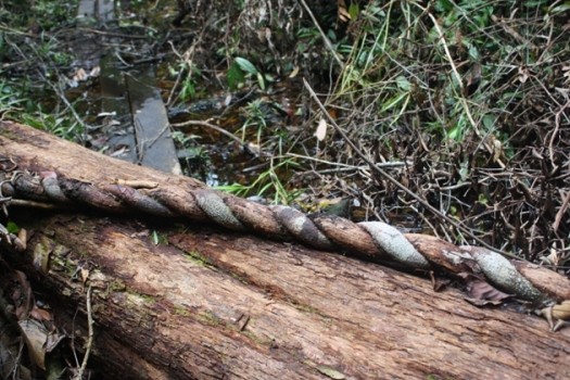 Tanjung Puting, Hutan Artistik Dan Bermanfaat