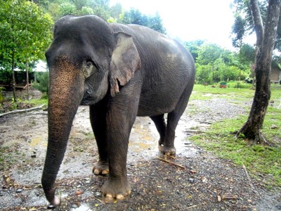 Berteman dengan Gajah di Tangkahan
