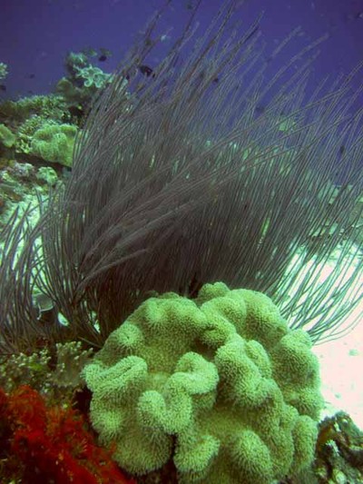 Rumah Idaman Para Ikan, Raja Ampat