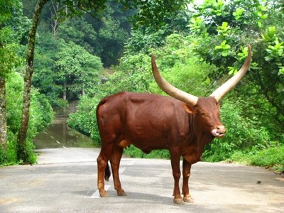 Satwa di Taman Safari