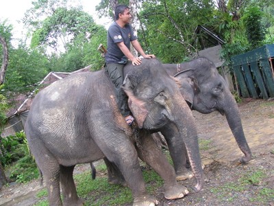 Wisata Gajah di Tangkahan
