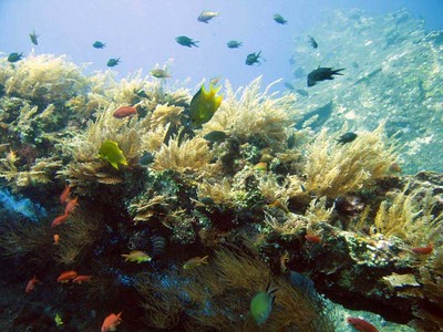 Surga Bawah Laut di Tulamben