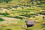 Sawah di Tenganan